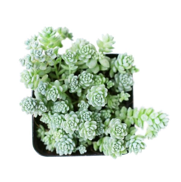 Sedum Major Succulent Plant