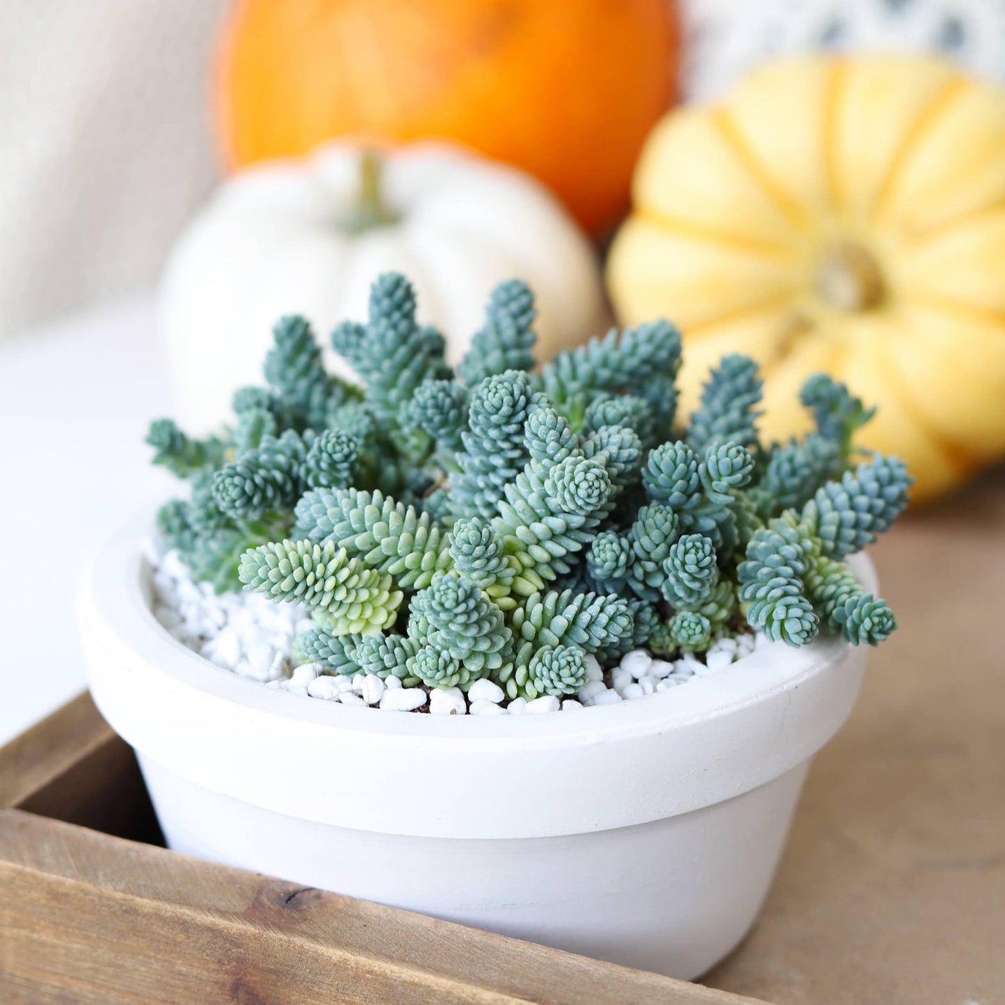 Sedum Major Succulent Plant