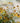 Leigh Rice Flower Co. Gift Card