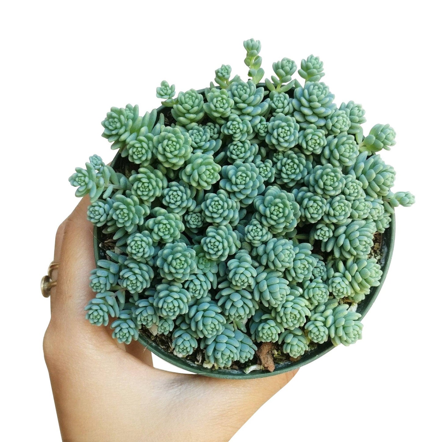 Sedum Major Succulent Plant
