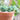 Plants and Garden