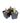 2" Pickle Plant Cactus - Senecio Stapeliiformis