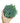 Sedum Major Succulent Plant
