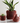 BUBBLY Planter | Modernized Pottery: Terracotta / 6.5 Inches
