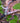 Garden Pruners: Lavender
