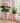 Pink and White Striped Planter