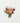 Poppy Centerpiece