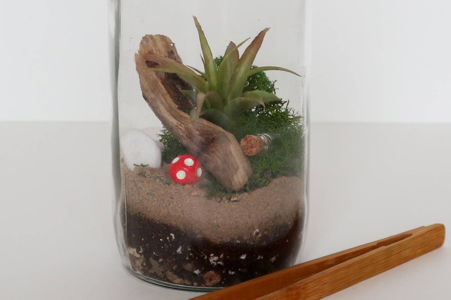 DIY Terrarium | Glass Plant Terrarium Kit