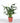 Potted Peace Lily