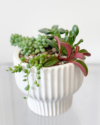 Small white container with succulents on a light gray surface