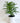 Potted Plant with Ceramic or Metal Pot