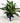 Potted Peace Lily