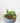 Succulent Garden
