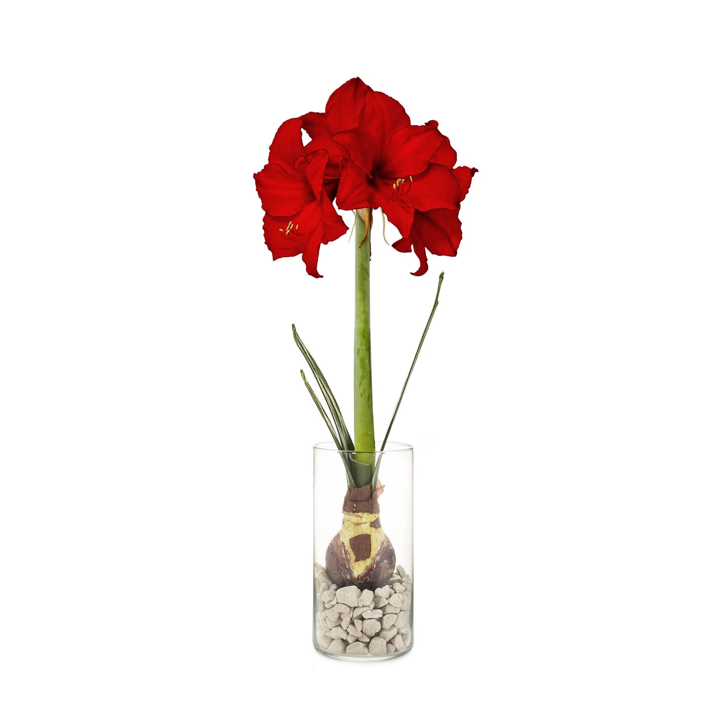 Winter Bulb Kit: Amaryllis