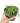 String Of Pearls Succulent Plant