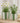 Green & White Striped Planter