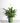 Potted Peace Lily