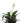 Potted Peace Lily