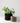 BUBBLY Planter | Modernized Pottery: Muted Blue / 6.5 Inches
