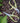 Garden Pruners: Chartreuse