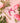 Pruning Shears | Hibiscus
