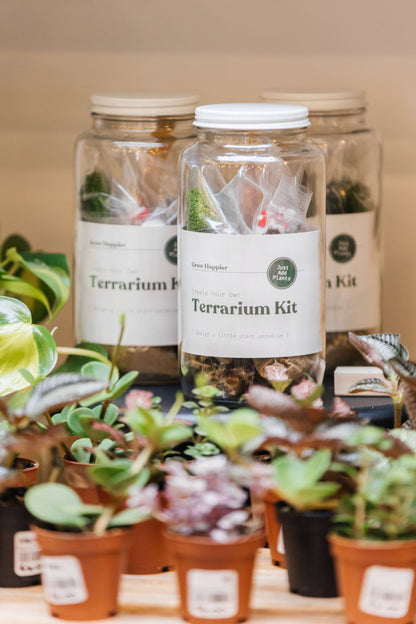 DIY Terrarium | Glass Plant Terrarium Kit